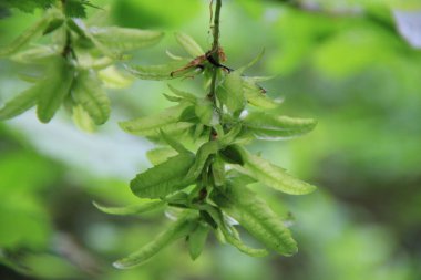 Avrupa 'ya yakın çekim ya da taze yeşil meyveli Hornbeam. Carpinus betulus