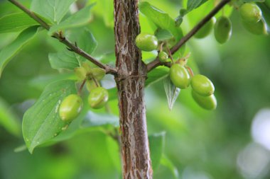 Green unripe fruits of a Cornelian cherry tree in the garden. Cornus mas on summer clipart