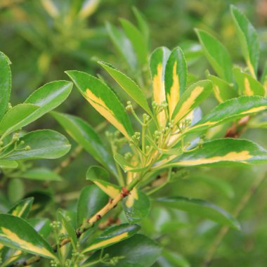 Sarı ve yeşil yapraklı Euonymus japonica çalılarının yakın çekimi. Çiçekli Japon Milli Ağacı denilen Evergreen bitkisi 