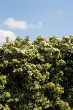 Mavi gökyüzüne karşı beyaz çiçekli Pyracantha çalısı. Yazın filizlenen ateş dikeni