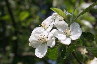 Meyve bahçesindeki elma ağacının çiçek açan dalı. İlkbahar arkaplanı