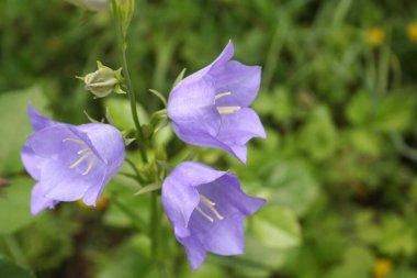 Bahçedeki güzel mor çan çiçekleri. Campanula