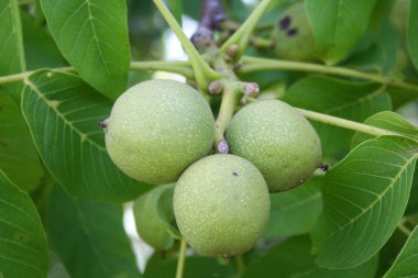 Yazın ağaçta yetişen yeşil ceviz yakın plan.