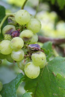 Sarmaşıkta olgunlaşmamış üzüm ve hastalık.