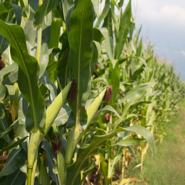Mavi gökyüzüne karşı yeşil mısır tarlaları. Yazın tarım arazisi