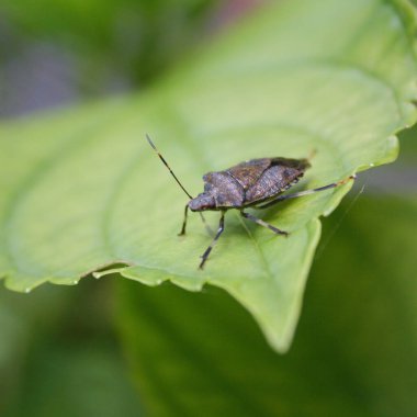 Hydrangea yaprağında kahverengi Marmorated Shield böceği. Halyomorpha halys böceği.