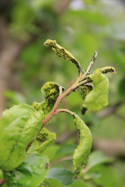 春に果樹園の緑のリンゴの葉に黒いアブラムシの侵入 — ストック写真