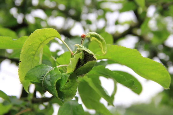 Черная Тля Заражает Зеленые Яблочные Листья Саду Весной — стоковое фото