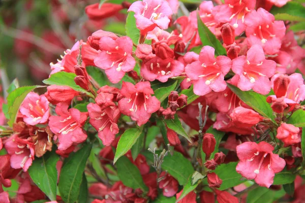 WeigeliaやWeigelaブッシュのクローズアップ 枝にWeigeliaピンクの花 — ストック写真