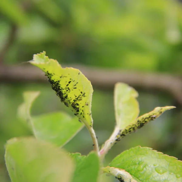 Svarta Bladlöss Angrepp Gröna Äppelblad Fruktträdgården Våren — Stockfoto