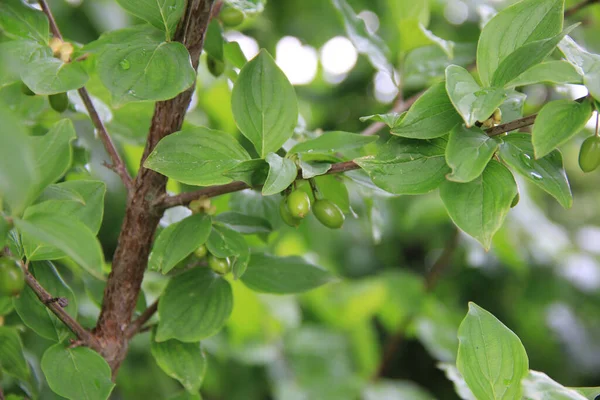 Zielone Niedojrzałe Owoce Kornelijskiego Wiśni Ogrodzie Kukurydza Mas Lecie — Zdjęcie stockowe