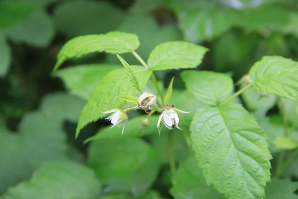 Ahududu bitkisi, yaz meyvesi. Sebze bahçesindeki Rubus Idaeus çalılığı