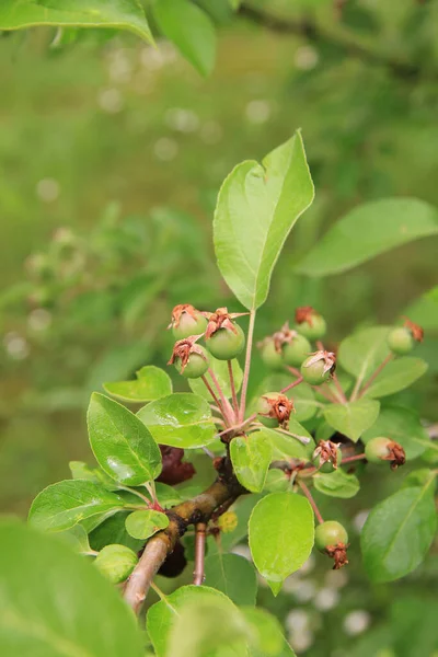 果樹園の枝に小さな緑の熟していない観賞用のリンゴ — ストック写真