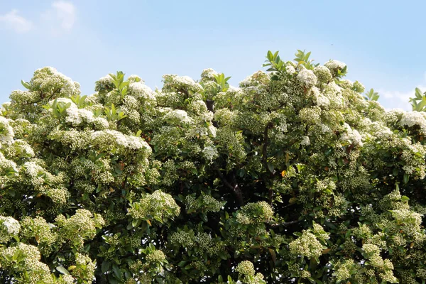 Πύρακα Θάμνος Λευκά Λουλούδια Κατά Του Γαλάζιου Ουρανού Φλόγα Άνθιση — Φωτογραφία Αρχείου