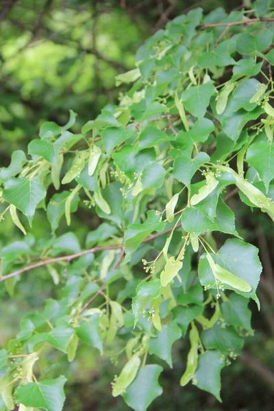 枝にリンデンの木の緑の葉や花のクローズアップ ティリアの木 — ストック写真