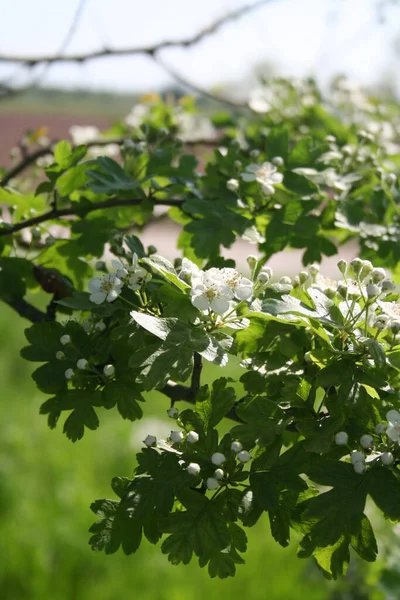Ramo Espinheiro Com Belas Flores Brancas Crataegus Monogyna — Fotografia de Stock
