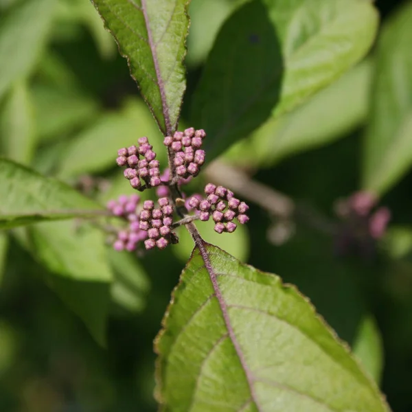 Oddział Callicarpa Bodinieri Kwiatem Fioletowy Kwiat Beautyberry — Zdjęcie stockowe