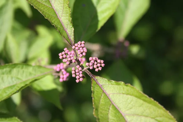 Oddział Callicarpa Bodinieri Kwiatem Fioletowy Kwiat Beautyberry — Zdjęcie stockowe