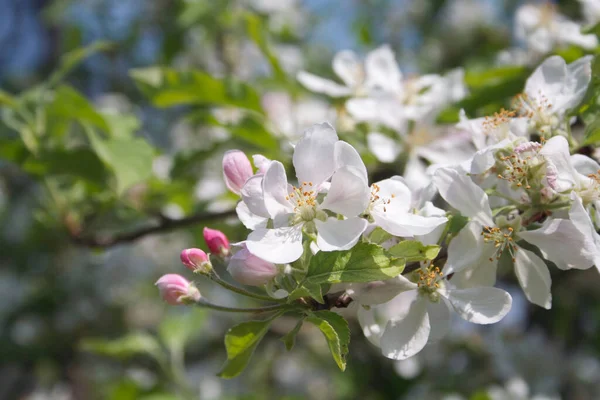 果樹園でのリンゴの木の開花枝 春の背景 — ストック写真