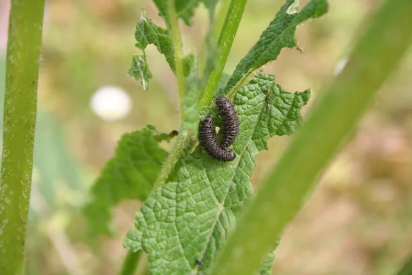 Chrysolina Svarta Larver Äter Grön Växt — Stockfoto