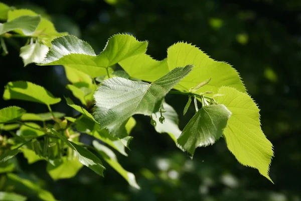 春に新緑の葉を持つリンデンの木の枝 — ストック写真