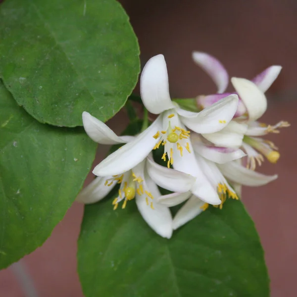 植物上的白色柠檬花 — 图库照片