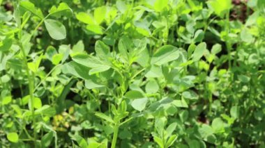 Yeşil Alfalfa bitkileri güneşli bir günde. İlaç sativa tarımsal alan