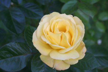 Çalının üzerinde sarı gül çiçeği 