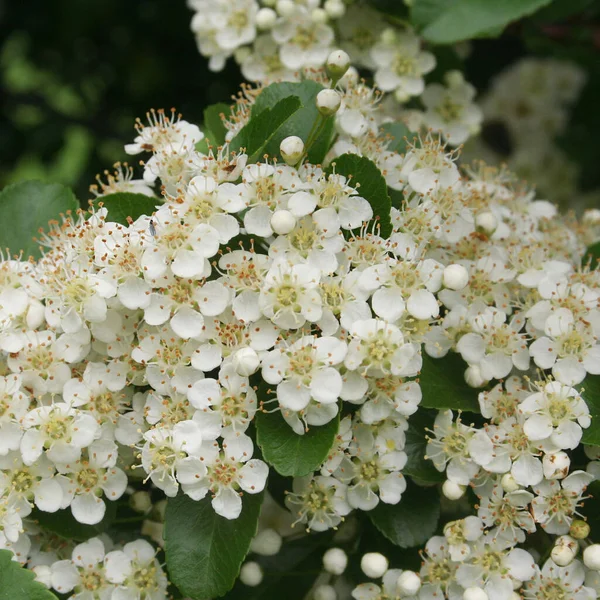 Arbusto Pyracantha Com Flores Brancas Flores Firethorn Flor Verão — Fotografia de Stock