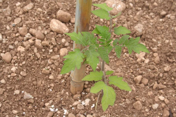 Νεαρό Φυτό Τομάτας Που Καλλιεργείται Στον Κήπο Λαχανικών Καλοκαίρι — Φωτογραφία Αρχείου