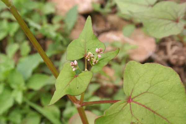 フィールドにピンクの花と花を咲かせるそばの植物 ファゴプラム エクスクルームの切断 — ストック写真