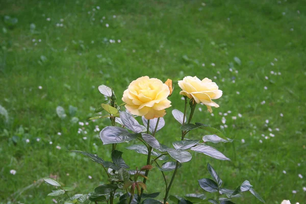 Beau Rosier Avec Nombreuses Fleurs Jaunes Dans Jardin — Photo