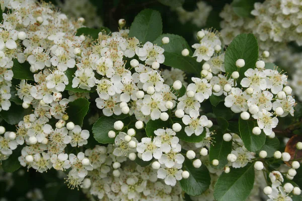Pyrakantový Keř Bílými Květy Květy Ohnivý Trn Létě — Stock fotografie
