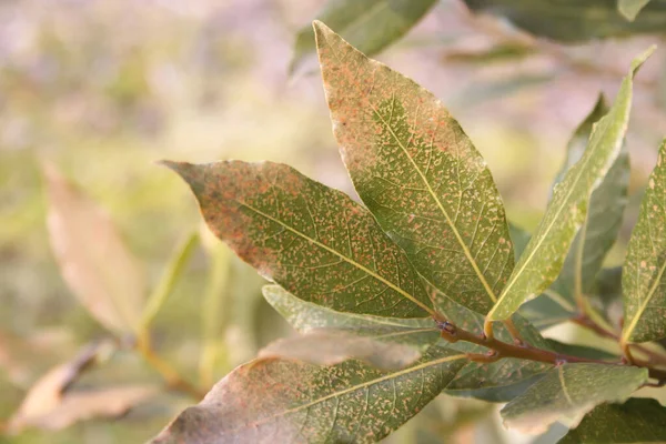 Sjukdom Lagerblad Gren Laurus Nobilis Med Bruna Torra Fläckar Bladen — Stockfoto