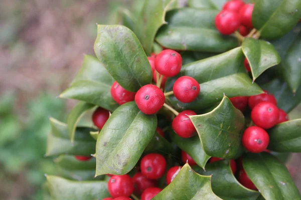 Holly Träd Med Vackra Mogna Röda Bär Vintern Ilex Cornuta — Stockfoto