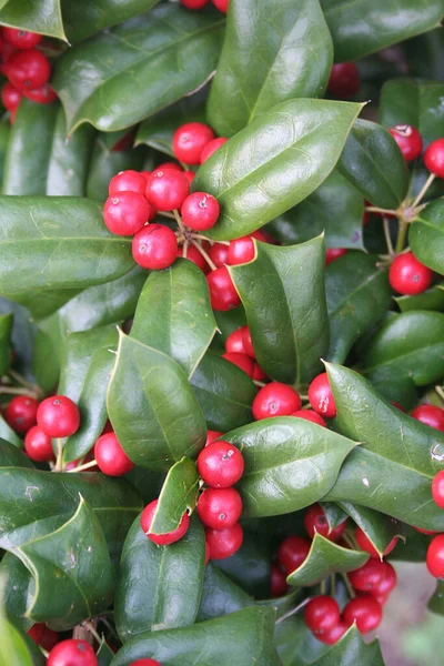 Árbol Acebo Con Hermosas Bayas Rojas Maduras Invierno Arbusto Ilex —  Fotos de Stock