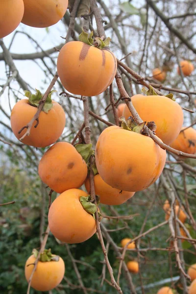 Ripe Persimmon Fruits Branch Garden Diospyros Kaki Tree Winter — Stock Photo, Image