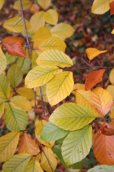 Gelbe Grüne Und Orangefarbene Blätter Ast Nach Dem Regen Herbst — Stockfoto