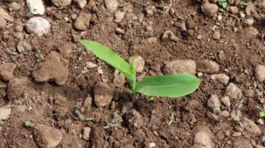 Baharda tarlada büyüyen küçük yeşil mısır bitkisi. Tarım alanı