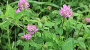 Çayırdaki pembe yonca çiçekleri. Trifolium pratense bitkisi çiçek açtı. 