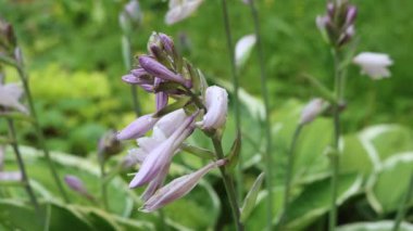Hosta bitkisinin güzel soluk mor çiçekleri bahçede. Seçici odak noktasında Hosta çiçekleri