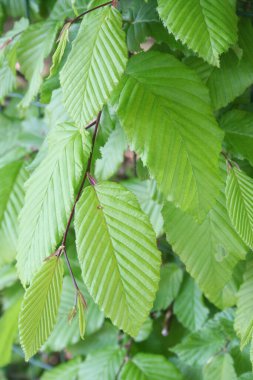 Avrupa ya da genel boynuz demeti taze yeşil yapraklar. Baharda Carpinus Betulus