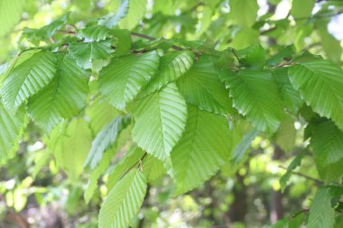 Avrupa ya da genel boynuz demeti taze yeşil yapraklar. Baharda Carpinus Betulus