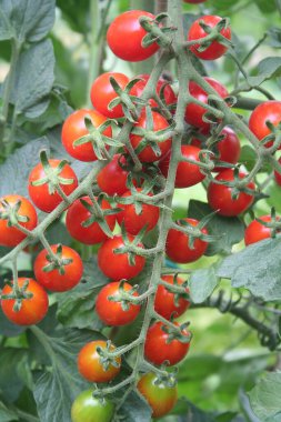 Sebze bahçesinde İtalya 'dan küçük kırmızı uzun domatesler.
