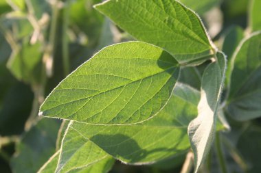 Tarlada güneş ışığına karşı yeşil soya bitkileri