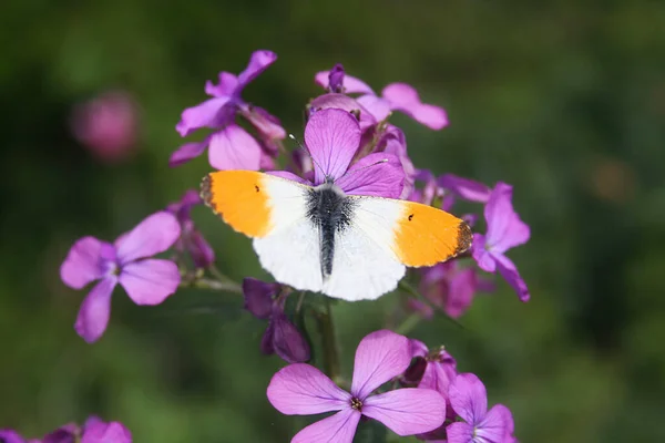 Papillon Pointe Orange Anthocharis Cardamines Papillon Sur Une Fleur Rose — Photo