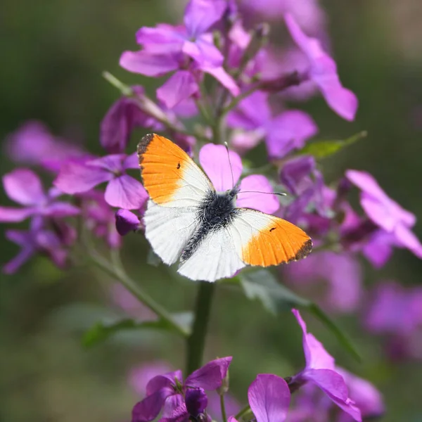 Orangefarbener Schmetterling Anthocharis Cardamines Schmetterling Auf Einer Rosa Blume — Stockfoto