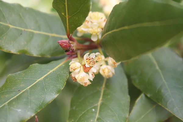 Muitas Flores Amarelas Arbusto Laurel Ramo Laurus Nobilis Flor — Fotografia de Stock