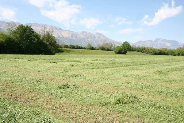 夏に青い空に対してAlfalfaフィールドを刈った 一列に干し草のある農地 — ストック写真