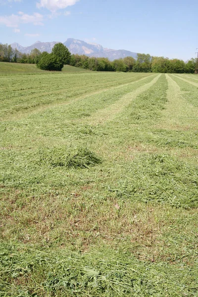 Mowed Alfalfa Field Blue Sky Summer Agricultural Field Hay Row — Stock Photo, Image